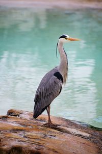 Bird perching on a lake