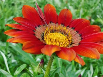 Close-up of red flower