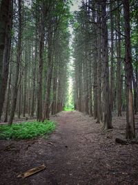 Trees in forest against sky