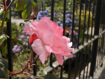 Close-up of pink flower blooming outdoors