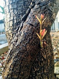 Close-up of insect on tree trunk