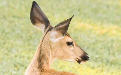 Close-up of horse