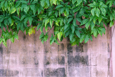 Close-up of ivy on wall