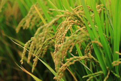 Close-up of wheat growing on field