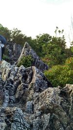 Close-up of rocks in forest