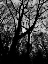 Low angle view of silhouette bare trees against sky