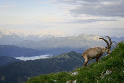 Alpine ibex grazing on grassy mountain against sky