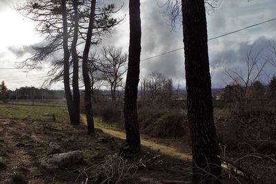 Bare trees on field against sky