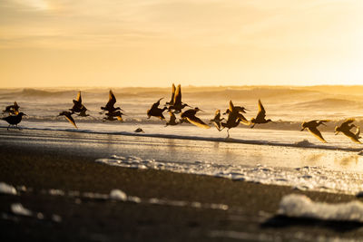 Sandpipers take flight at sunset while waves crash on the sea shore