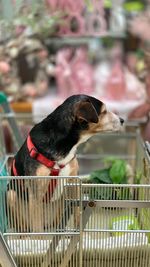 Close-up of a dog in cage