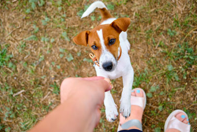 Cute small dog asking for food or treats standing on two legs.