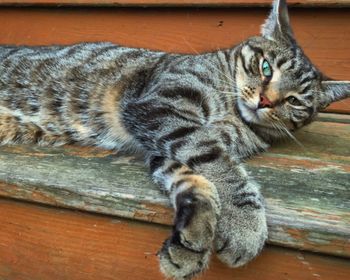 Close-up portrait of cat relaxing on floor