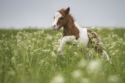 Foal amidst plants on field against clear sky