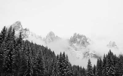 Panoramic view of pine trees against sky during winter