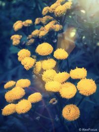 Close-up of yellow flowers