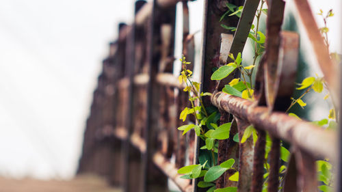 Close-up of rusty metal fence against plants