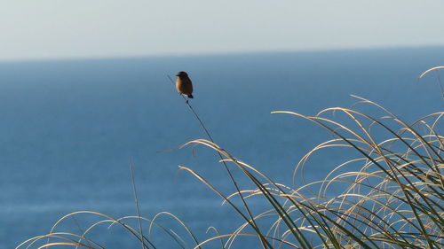 Bird perching on plant by sea against clear sky