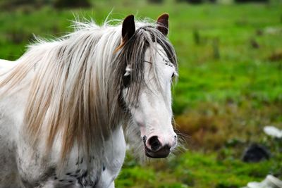 Close-up of a horse