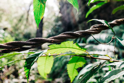 Close-up of plant on tree in forest