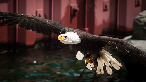Close-up of eagle flying against blurred background