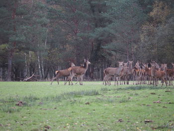 Sheep grazing on field