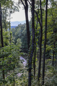 Scenic view of forest