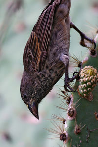 Darwin finch feeding on a cactus, galapagos