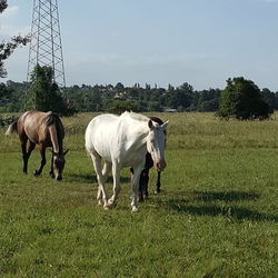 Cows grazing on field against sky