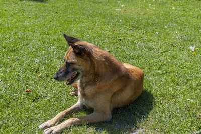 View of a dog looking away