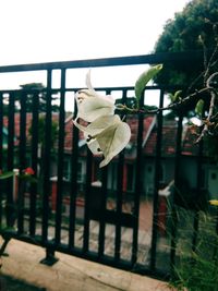 Close-up of potted plant hanging on railing against sky