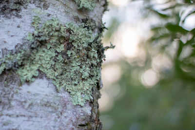 Close-up of moss on tree trunk