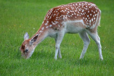 Deer in a field