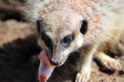 Close-up of meerkat carrying pup on field