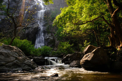 Scenic view of waterfall in forest