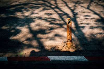 Close-up of shadow on sunlight