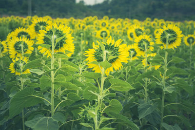 Close-up of yellow flowering plants on field