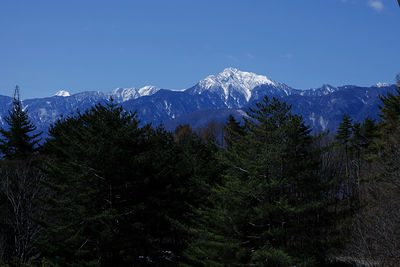 Pine trees on snowcapped mountains against blue sky