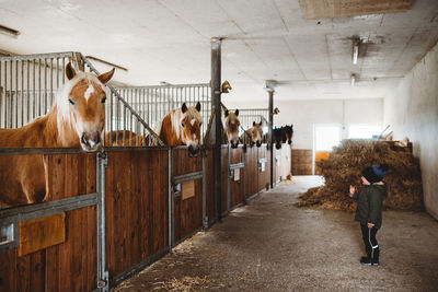 Rear view of women standing in stable