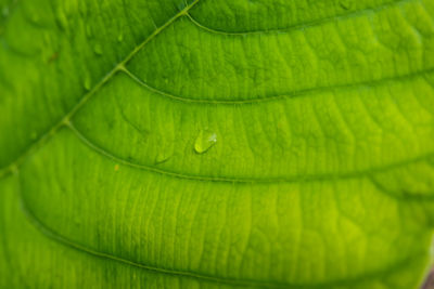 Detail shot of green leaves