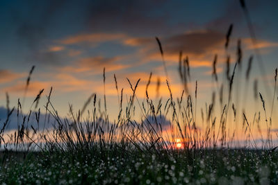 Plants growing on land against romantic sky at sunset