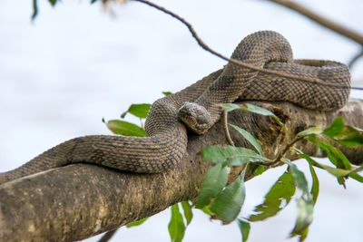 Close-up of lizard on tree against sky