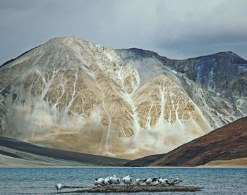 Black-headed gulls on rock amidst sea against mountains
