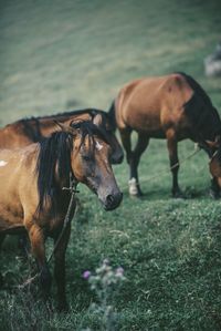 Horse standing in ranch