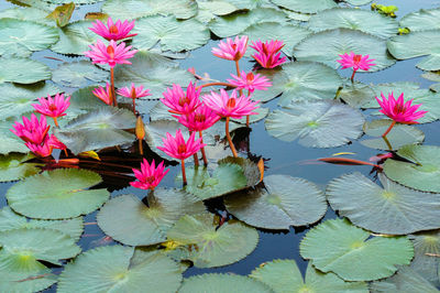 Close-up of lotus water lily in pond
