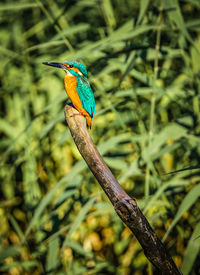 Close-up of bird perching on branch