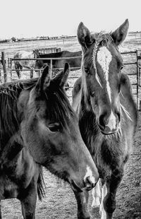 Close-up of horse against sky