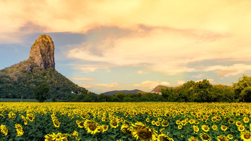 Scenic view of oilseed rape field against cloudy sky