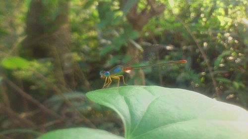 Close-up of insect on leaf