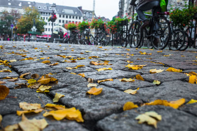 Autumn leaves fallen on street