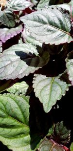 Full frame shot of leaves